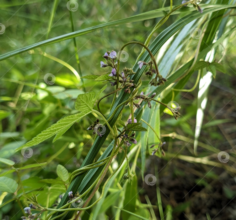 Скачать Вьющиеся растения на травах фотосток Ozero
