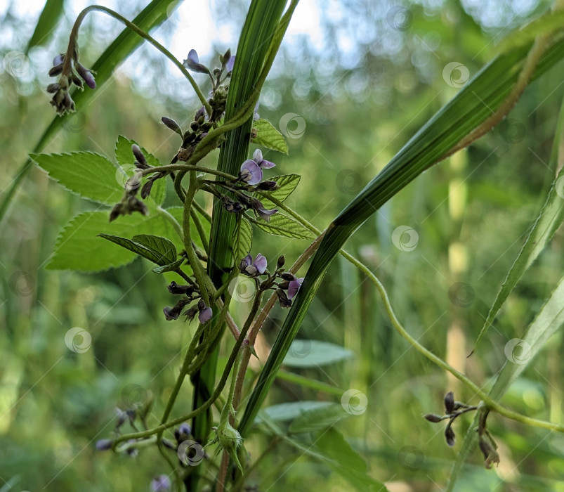 Скачать Красивое переплетение диких вьющихся растений и трав фотосток Ozero