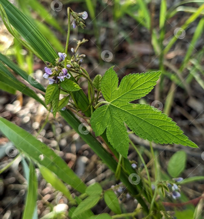 Скачать Переплетение диких вьющихся трав фотосток Ozero