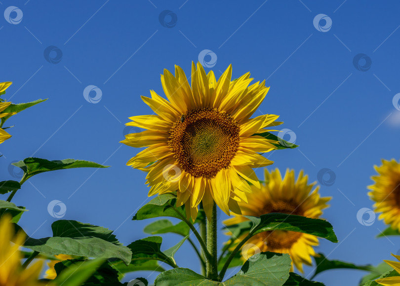 Скачать Распускающийся цветок подсолнуха на фоне ярко-голубого неба фотосток Ozero