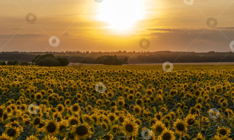 Скачать поле подсолнухов, освещенное лучами заходящего солнца на фоне заката фотосток Ozero