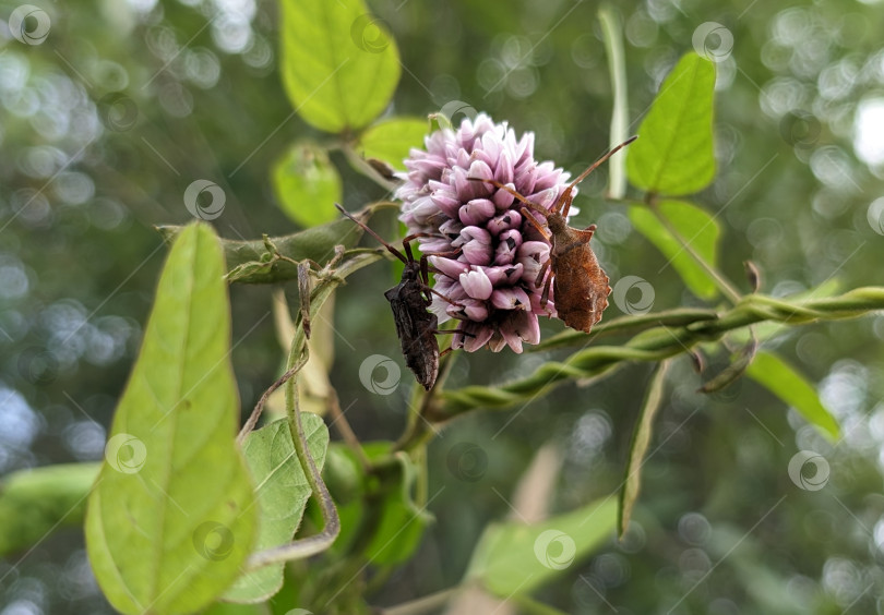 Скачать Пара насекомых на цветущем растении фотосток Ozero