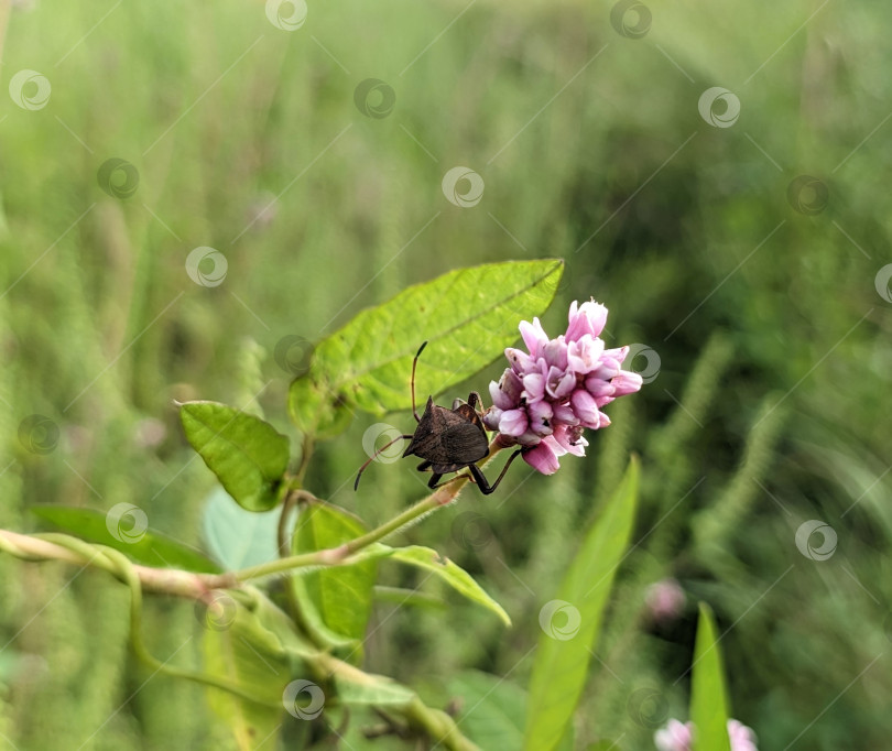 Скачать Насекомое на растении с розовыми соцветиями фотосток Ozero