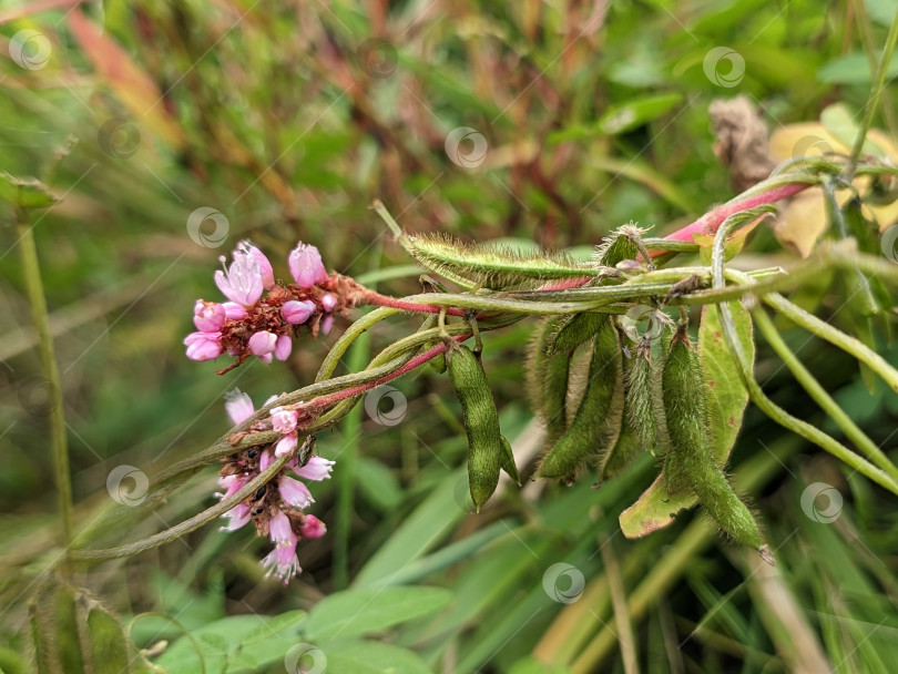 Скачать Стручки дикой сои на растении с розовыми соцветиями фотосток Ozero