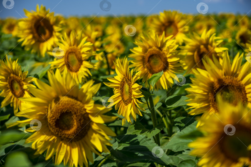 Скачать поле подсолнечника, цветущего ярко-желтыми цветами на фоне голубого неба фотосток Ozero