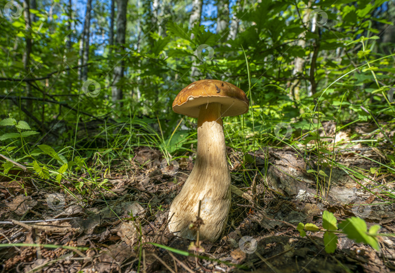 Скачать красивый белый гриб в лесу, освещенный солнечным светом, на фоне деревьев. фотосток Ozero