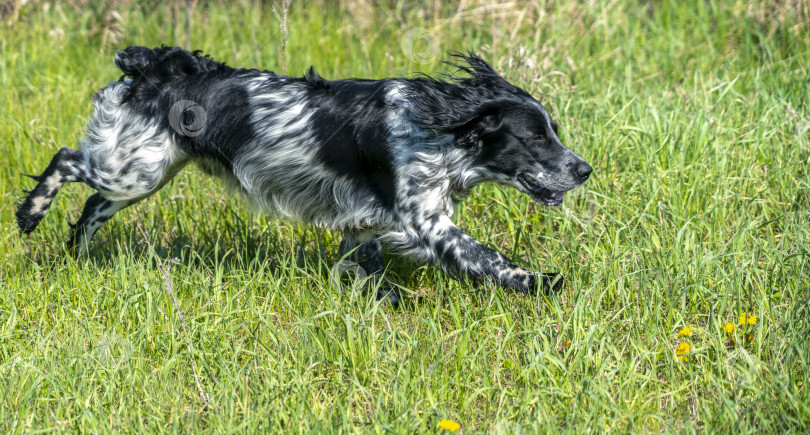 Скачать Русский охотничий спаниель бежит, резвясь на зеленой траве фотосток Ozero