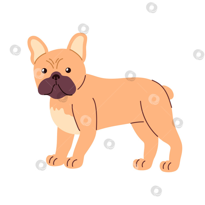 Скачать Вектор французского бульдога в плоском стиле, компактное тело, уши летучей мыши, большие выразительные глаза, короткая морда, плавные цветовые блоки и четкие контуры, минимум растушевки фотосток Ozero