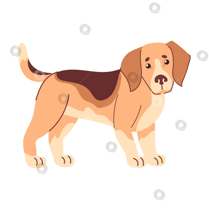 Скачать Дружелюбная трехцветная шерсть бигля в плоском стиле, висячие уши, проникновенный взгляд, компактное тело, виляющий хвост, простые формы, смелые контуры и минимум растушевки создают чистый современный образ фотосток Ozero