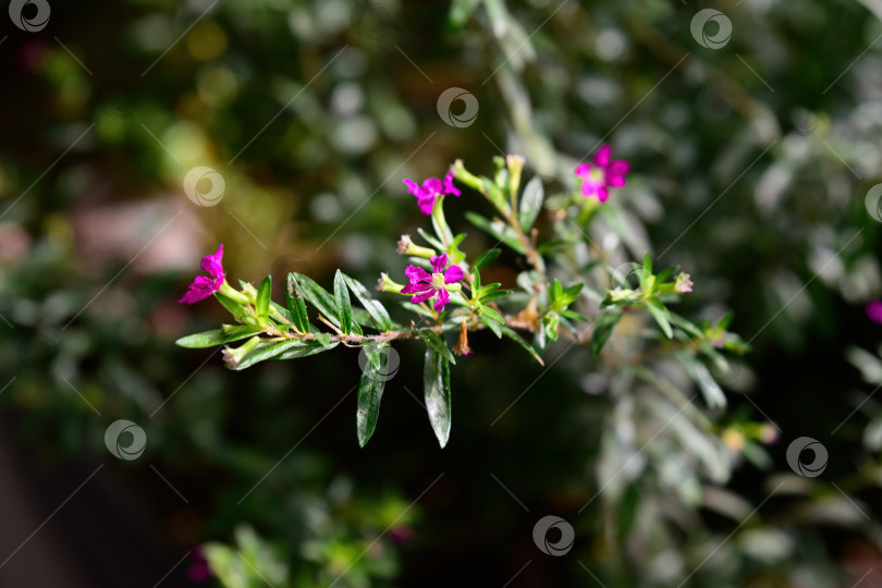 Скачать Нежные фиолетовые цветы Cuphea hyssopifolia с глянцевыми зелеными листьями растут на открытом воздухе. Цветение мексиканского вереска запечатлено при естественном солнечном свете. фотосток Ozero