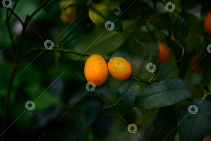 Скачать Два овальных плода кумквата Нагами с зелеными листьями свисают на ветке вплотную друг к другу. Цитрусовое растение семейства рутовых из Японии с мягким размытым зеленым фоном фотосток Ozero