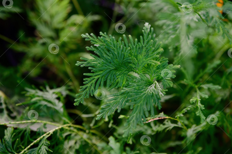Скачать Крупный план селагинеллы деликатесной с воздушной зеленой листвой и мягкой структурой. Тропическое декоративное растение, растущее в затененных влажных садовых условиях. фотосток Ozero