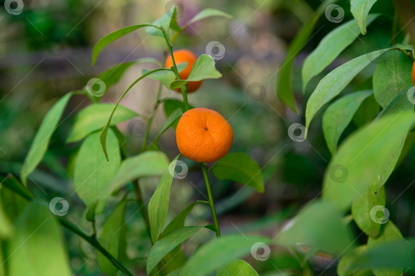 Скачать Одинокий плод клементина, свисающий на нежно-зеленом фоне. Натуральный гибрид цитрусовых, создающий настроение свежего и полезного урожая. фотосток Ozero