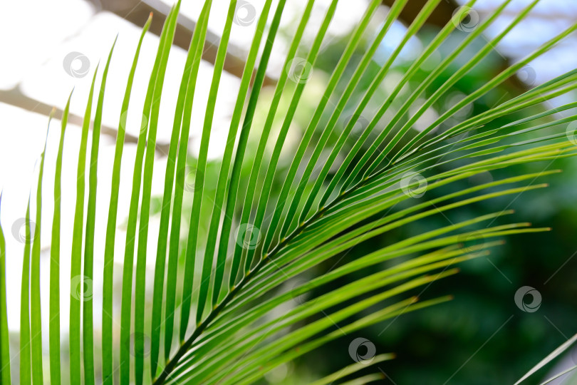 Скачать Подробный обзор листьев Macrozamia macdonnellii в тропической теплице. Редкий вид саговника с элегантной структурой и ярко-зеленой листвой. фотосток Ozero