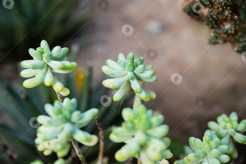 Скачать Крупный план сочного седума пахифиллума с густыми сине-зелеными листьями, растущего на открытом воздухе, мягкое естественное освещение, минимальный ботанический фон с пространством для копирования. фотосток Ozero