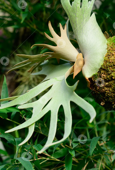 Скачать Платицериум виллинкский (Platycerium willinckii) - нефритовый папоротник, растущий на дереве в тропическом саду. Экзотический эпифитный папоротник со скульптурными листьями в форме рогов. фотосток Ozero