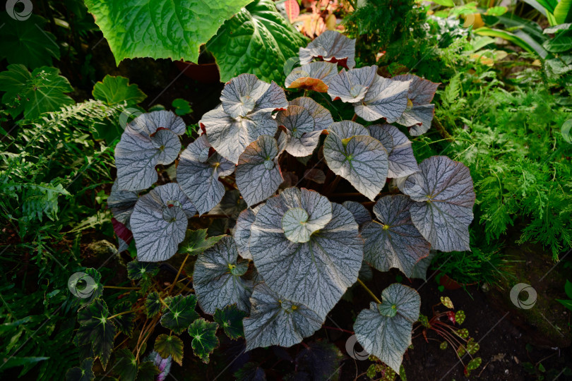 Скачать Бегония рекс - растение с крупными серебристо-серыми фактурными листьями, растущее на пышной клумбе в саду. Декоративное растение с богатым рисунком листьев и естественным освещением. фотосток Ozero