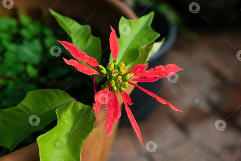 Скачать Красный цветок пуансеттии, окруженный естественной зеленью. Декоративное тропическое растение крупным планом, подчеркивающее здоровый рост и сезонную красоту. фотосток Ozero