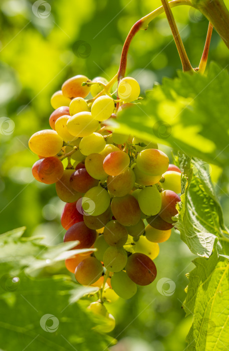 Скачать Гроздь спелого сладкого столового винограда, висящая на виноградной лозе, освещенной яркими лучами солнца виноградника фотосток Ozero