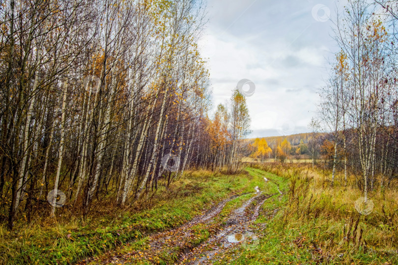 Скачать грунтовая дорога через лес после сильного дождя фотосток Ozero