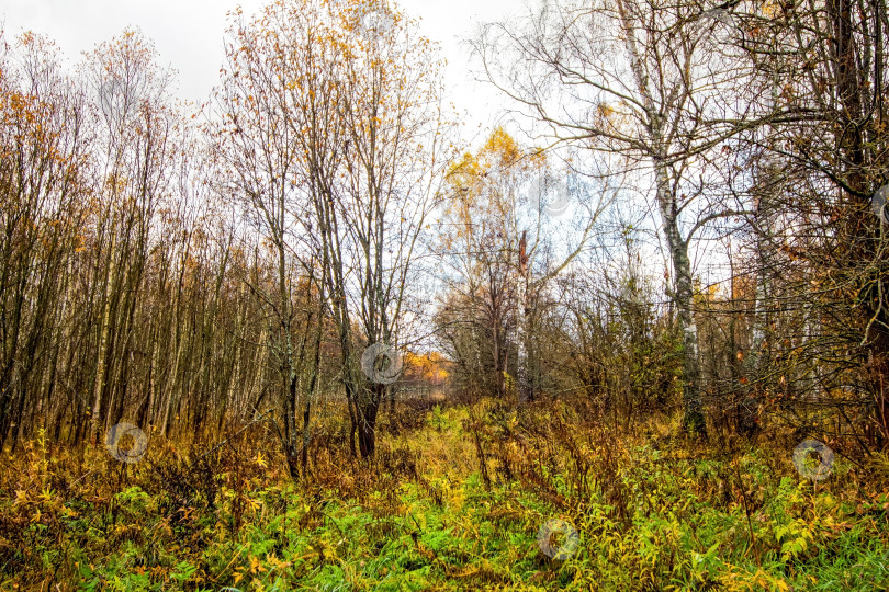Скачать Яркий березовый лес поздней осенью в пасмурную погоду фотосток Ozero