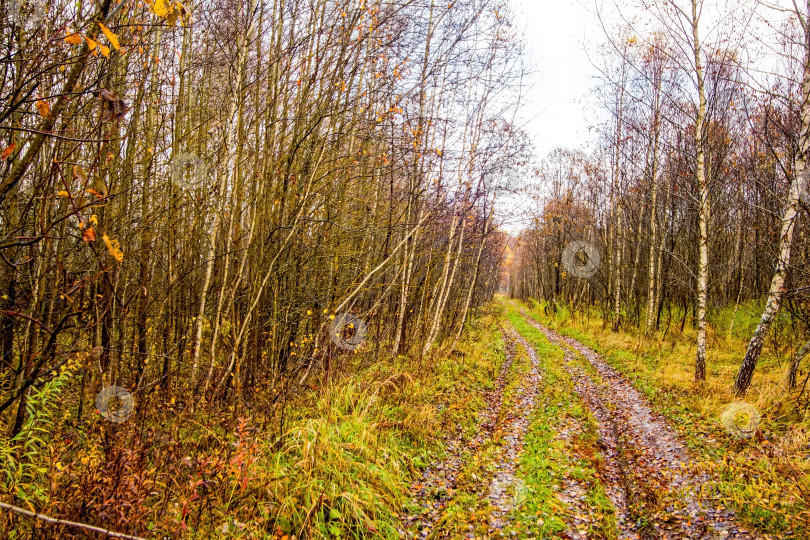 Скачать грунтовая дорога через лес после сильного дождя фотосток Ozero