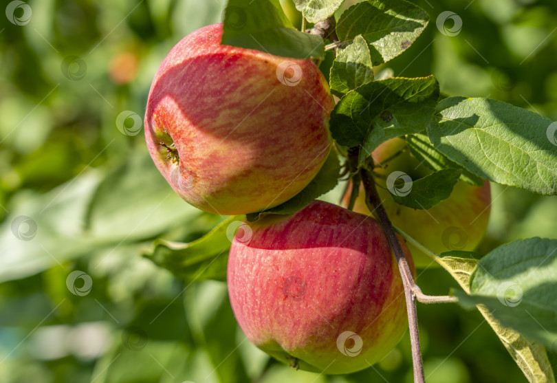 Скачать спелые красные яблоки крупным планом висят на яблоневой ветке фотосток Ozero