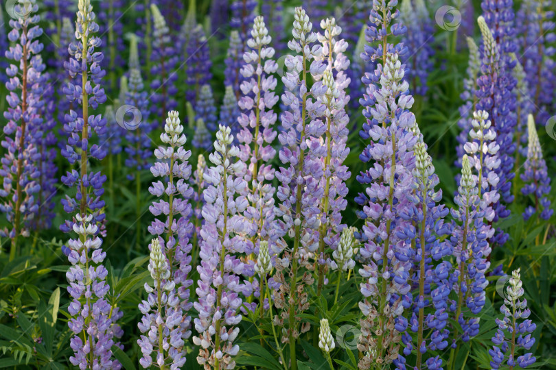 Скачать Люпины фотосток Ozero