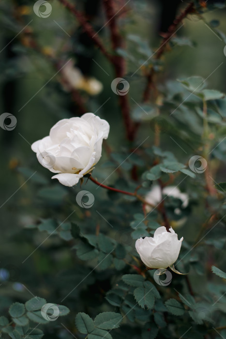 Скачать Роза фотосток Ozero