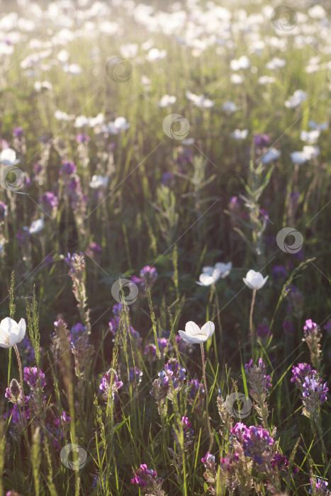 Скачать Ветренница фотосток Ozero
