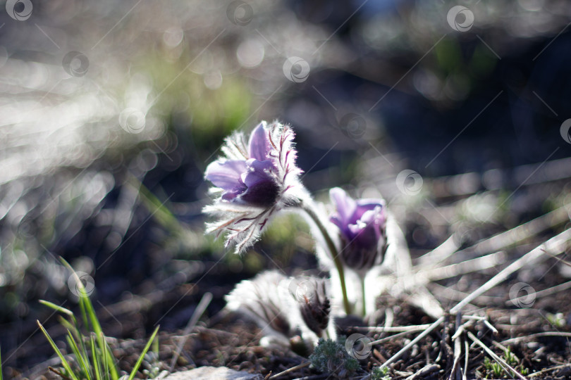 Скачать Лютики фотосток Ozero