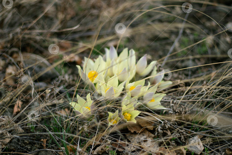 Скачать Лютики фотосток Ozero
