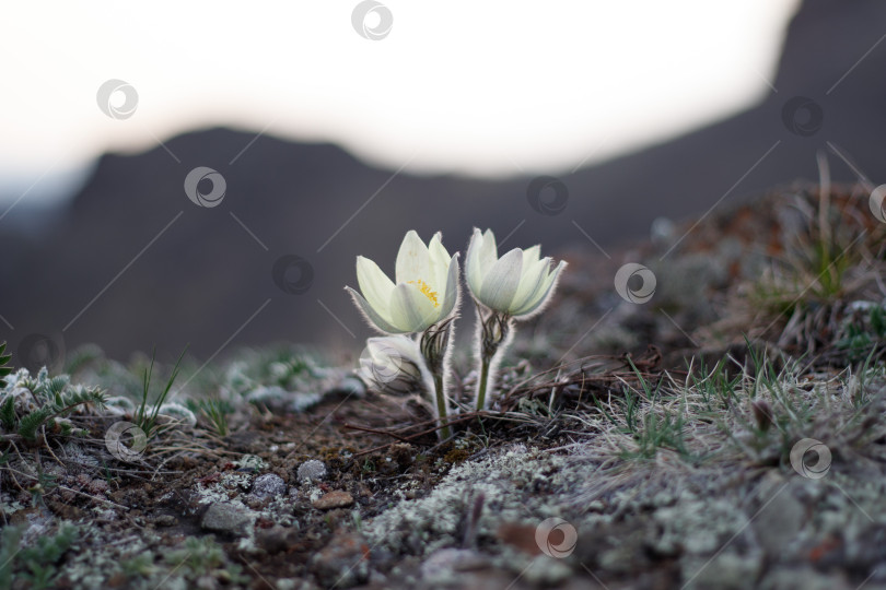 Скачать Лютики фотосток Ozero