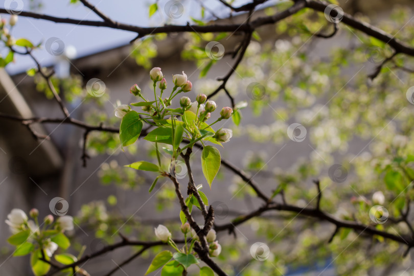 Скачать Цветущие ветви яблонь, весенний фон, выборочный фокус. фотосток Ozero
