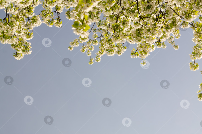 Скачать Белые цветы на ветвях цветущего дерева на фоне голубого неба фотосток Ozero