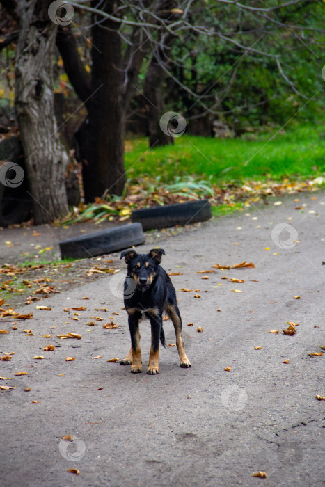 Скачать Черная собака стоит на дорожке осеннего парка. фотосток Ozero