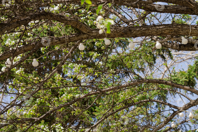 Скачать Белая сахарная вата, висящая на дереве в саду, Таиланд. фотосток Ozero