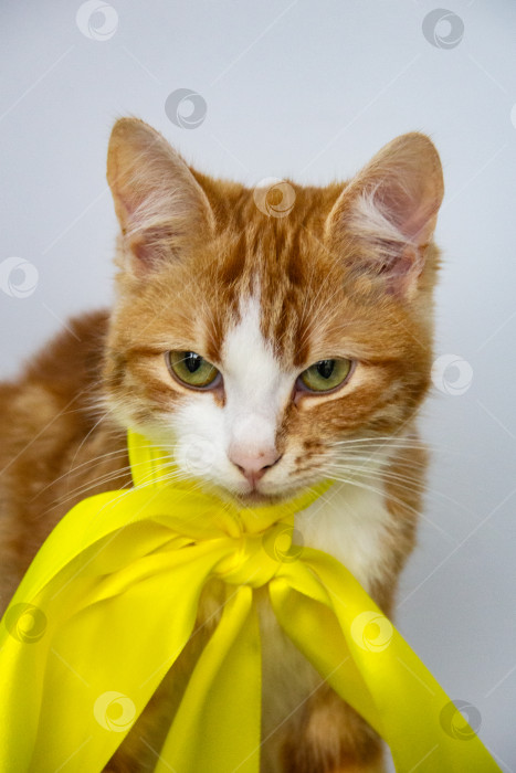 Скачать рыжий кот с желтым бантом на белом фоне в студии фотосток Ozero