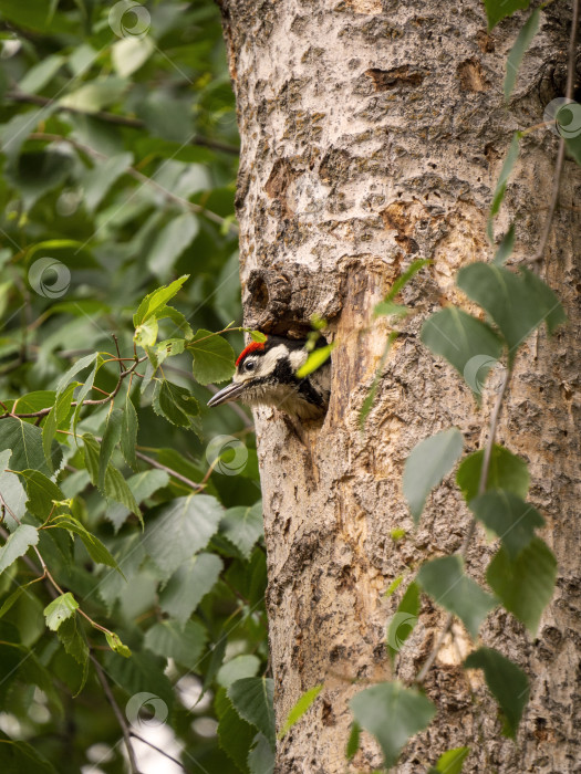 Скачать Большой пятнистый дятел выглядывает из дупла, выдолбленного в стволе тополя. фотосток Ozero