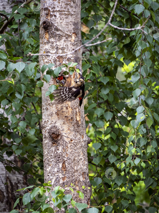 Скачать Самка большого пестрого дятла покормила птенца и улетела за кормом для него. Летний пейзаж на природе с семейством дятловых. фотосток Ozero