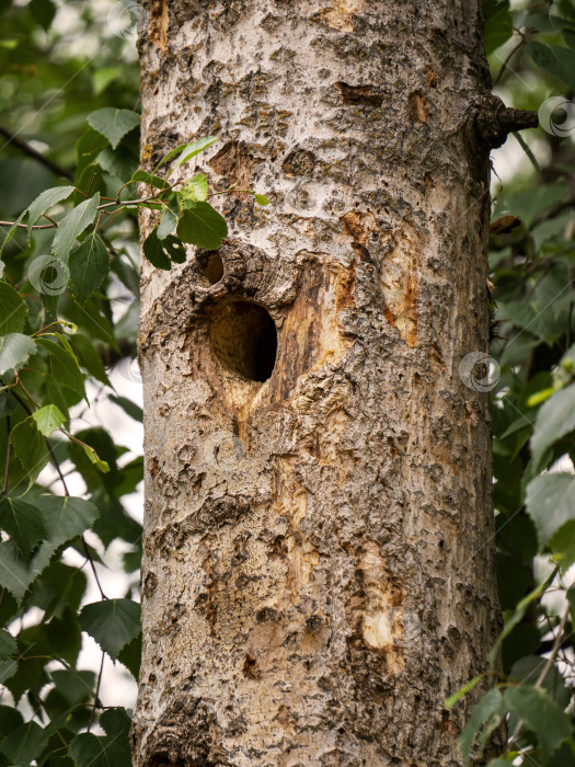Скачать Аккуратное, геометрически круглое дупло большого пятнистого дятла в стволе тополя. Летний природный фон с дуплом дятла. фотосток Ozero