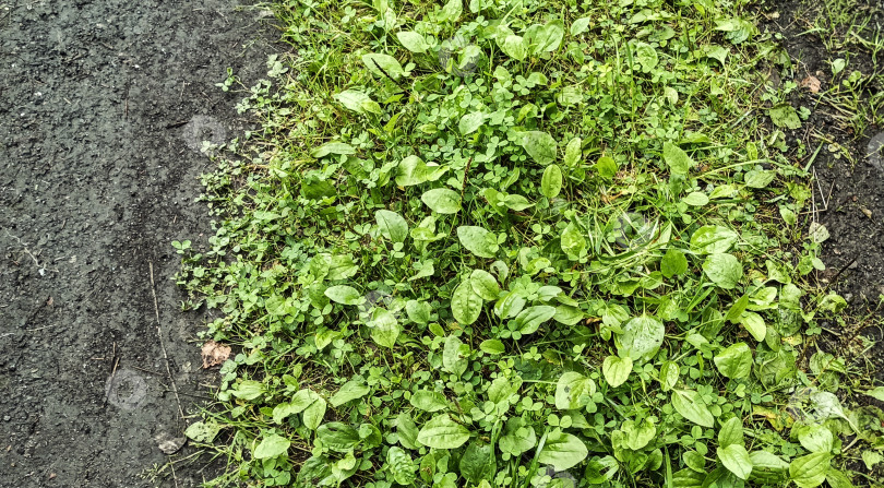 Скачать Подорожник на дороге фотосток Ozero