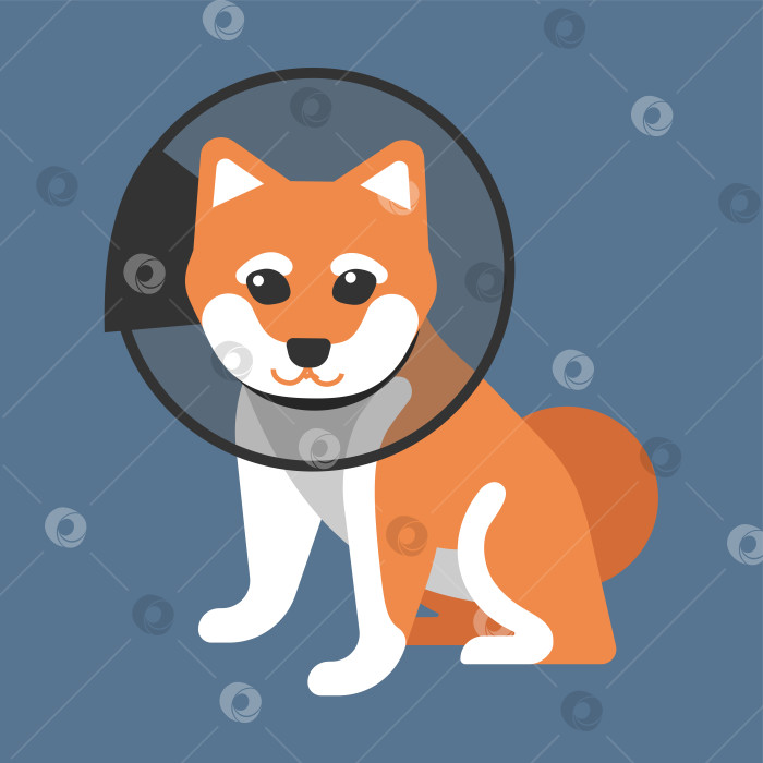 Скачать Векторная иллюстрация, выделенная на синем фоне. Японская собака породы Шиба-ину после операции сидит в конуре ветеринара и грустит от боли. Характер домашнего животного - символ ответственности и заботы фотосток Ozero