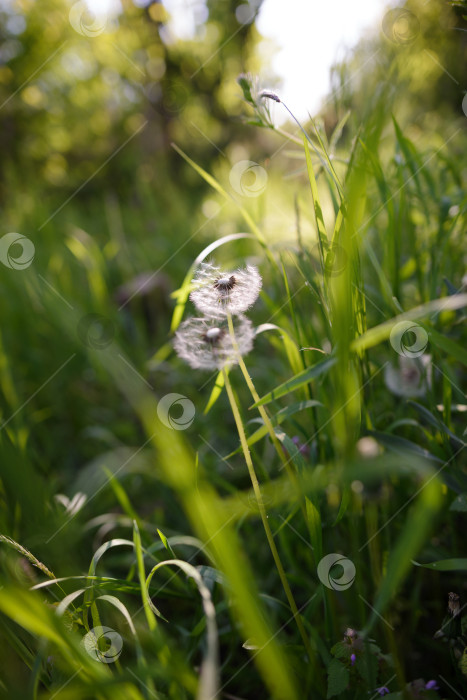 Скачать Одуваники в траве в солнечном свете фотосток Ozero