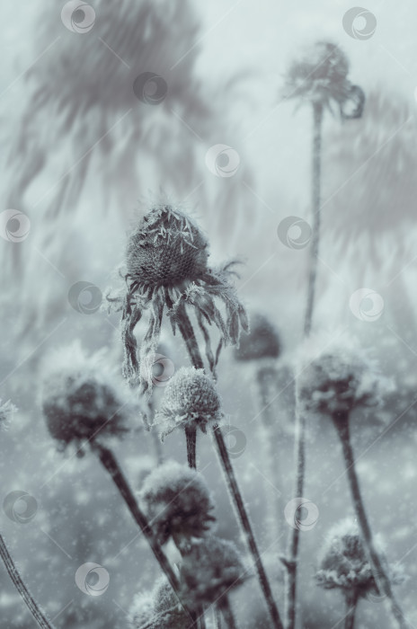 Скачать Сухоцветы под  снегом фотосток Ozero