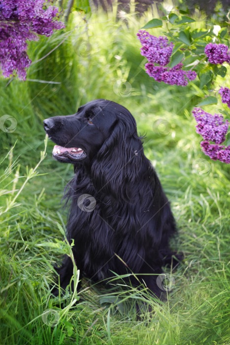 Скачать Черный спаниель в весеннем саду фотосток Ozero