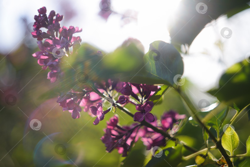 Скачать Веточка цветущей сирень в лучах солнца фотосток Ozero