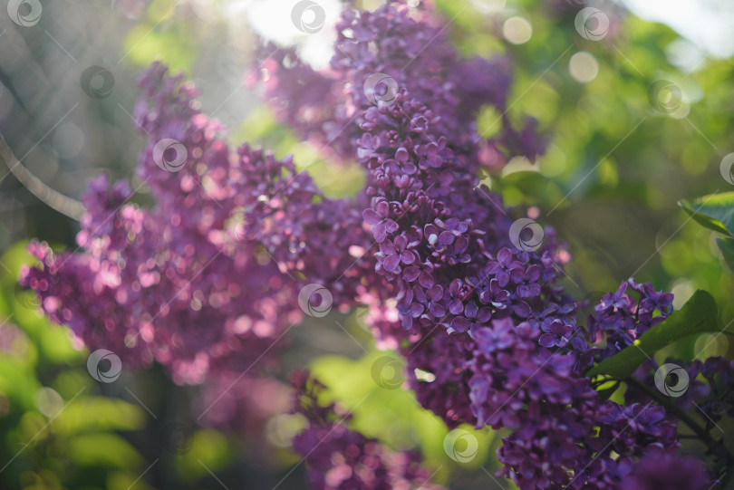 Скачать Ветви цветущей сирени фотосток Ozero