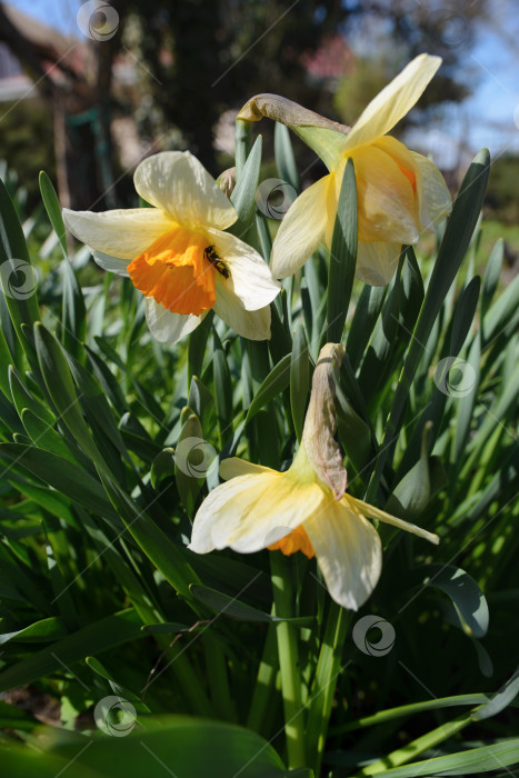 Скачать Цветущие в саду нарциссы фотосток Ozero