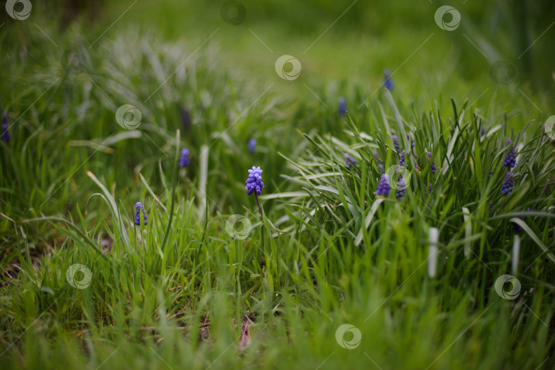 Скачать Цветущие мускари в траве фотосток Ozero